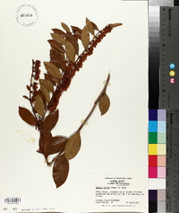 Lyonia lucida image