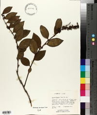 Lyonia lucida image