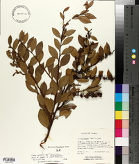 Lyonia lucida image