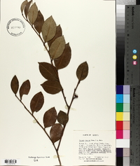 Lyonia lucida image