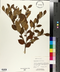 Lyonia lucida image