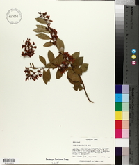 Lyonia lucida image