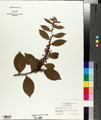 Lyonia lucida image