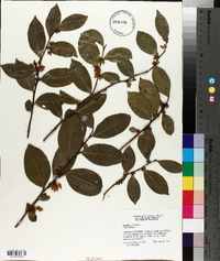 Lyonia lucida image