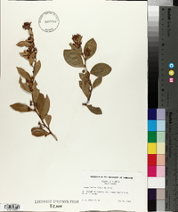 Lyonia lucida image