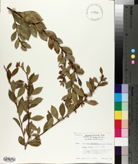 Lyonia lucida image