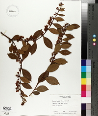 Lyonia lucida image