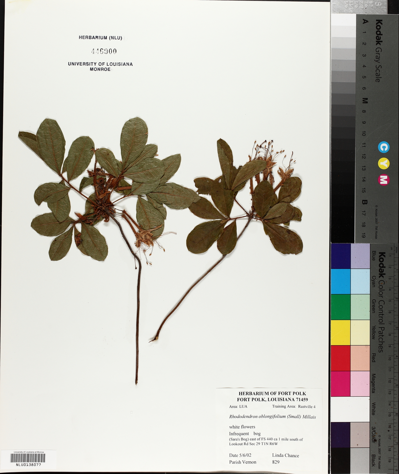 Rhododendron oblongifolium image