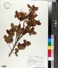 Rhododendron oblongifolium image