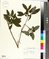 Rhododendron menziesii image