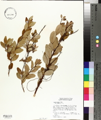 Lyonia truncata image