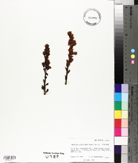 Hypopitys monotropa image