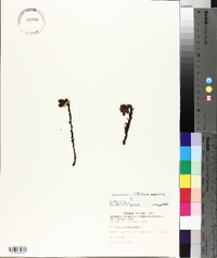 Hypopitys monotropa image