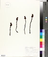 Hypopitys monotropa image