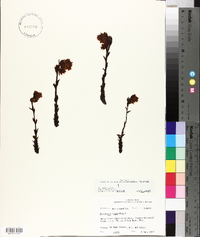 Hypopitys monotropa image