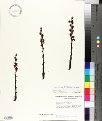 Hypopitys monotropa image