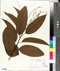 Oxydendrum arboreum image