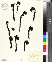 Hypopitys monotropa image