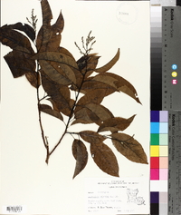 Oxydendrum arboreum image