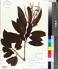 Oxydendrum arboreum image