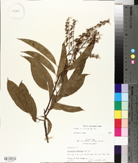 Oxydendrum arboreum image