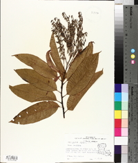 Oxydendrum arboreum image