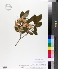 Rhododendron arborescens image