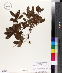 Rhododendron atlanticum image