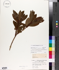 Rhododendron arborescens image