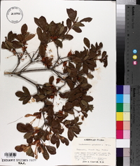 Rhododendron arborescens image