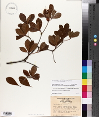 Rhododendron arborescens image