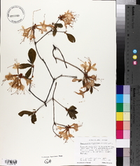 Rhododendron arborescens image