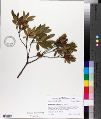 Rhododendron canadense image