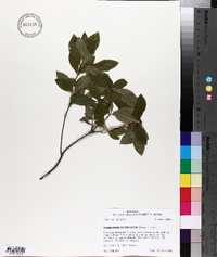 Rhododendron calendulaceum image