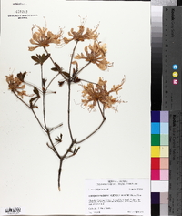 Rhododendron calendulaceum image