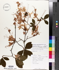 Rhododendron calendulaceum image