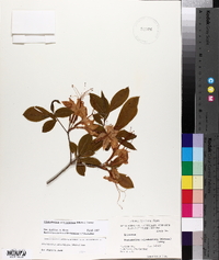 Rhododendron calendulaceum image