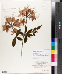 Rhododendron calendulaceum image