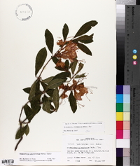 Rhododendron calendulaceum image