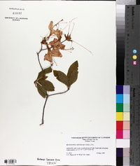 Rhododendron calendulaceum image