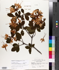 Rhododendron calendulaceum image