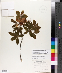 Rhododendron calendulaceum image