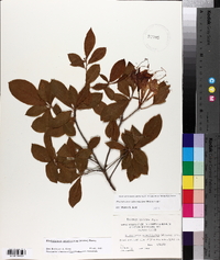 Rhododendron calendulaceum image