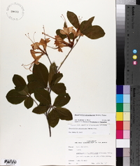 Rhododendron calendulaceum image