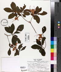 Rhododendron calendulaceum image