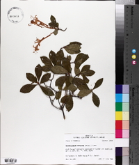 Rhododendron canescens image