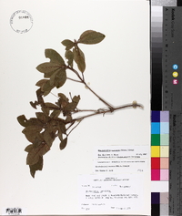 Rhododendron canescens image