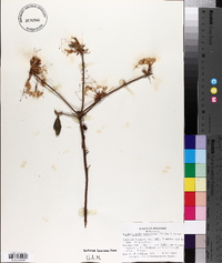 Rhododendron canescens image