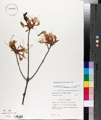 Rhododendron canescens image
