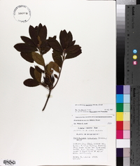 Rhododendron canescens image